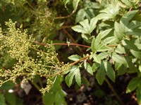 Лабазник вязолистный, таволга вязолистная – Filipendula ulmaria (L.) Maxim.