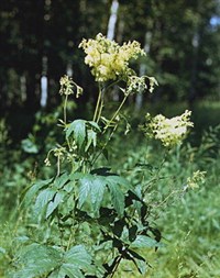 Лабазник вязолистный