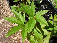 Лабазник дланевидный – Filipendula palmata (Pall.) Maxim.