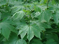 Лабазник камчатский, шеломайник – Filipendula kamtchatica (Pall.) Maxim.