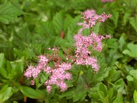Лабазник красный, королева прерий – Filipendula rubra (Hill.) Robinson
