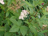 Лабазник пурпурный – Filipendula purpurea Maxim.