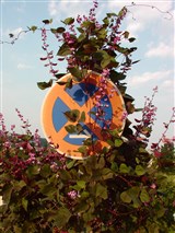 Лаблаб пурпурный, обыкновенный, долихос лаблаб – Lablab purpureus (L.) Sweet. (3)