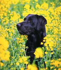 Лабрадор-ретривер