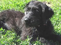 Лабрадудль (на траве)