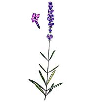 Лаванда (колосковая)