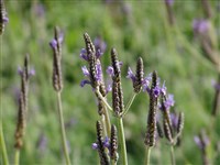 Лаванда многонадрезанная – Lavanda multifida L.