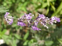 Лаванда узколистная, колосовая, лекарственная, настоящая – Lavanda angustifolia Mill.