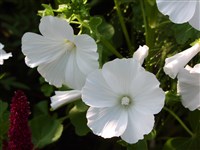 Лаватера трехмесячная, белая, розовая – Lavatera trimestris L.