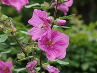 Лаватера тюрингенская – Lavatera thuringiaca L.