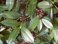 Лавровишня лекарственная – Laurocerasus officinalis L.