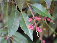 Лавровишня лузитанская, португальская – Laurocerasus lusitanica L. (1)