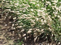 Лагурус яйцевидный – Lagurus ovatus L. (1)