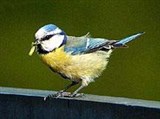 Лазоревка (Parus caeruleus)