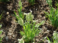 Ламаркия золотистая – Lamarckia aurea (L.) Moench. (1)