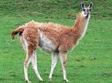 Лама (на лужайке)