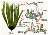 Ламинария (размножение, схема)