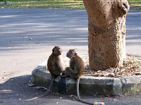 Лангкави (макаки)