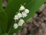 Ландыш майский – Convallaria majalis L. (2)