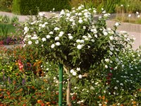 Лантана сводчатая, камара, крапиволистная, крапивка вечноцветущая – Lantana camara L.