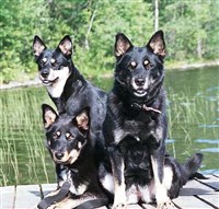 Лапландская оленегонная собака (на берегу реки)