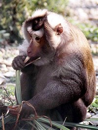 Лапундер (Macaca nemestrinus)