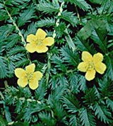 Лапчатка (гусиная)