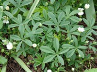 Лапчатка белая – Potentilla alba L.