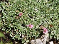 Лапчатка блестящая – Potentilla nitida L.
