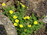 Лапчатка весенняя, Табернамонтана, Неуманна – Potentilla verna Jacq.