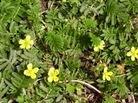 Лапчатка гусиная, гусиная лапка – Potentilla anserina L. (1)