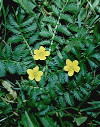 Лапчатка гусиная