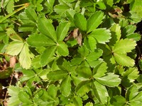 Лапчатка золотистая – Potentilla aurea L.