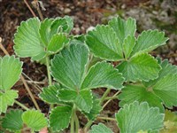 Лапчатка крупная – Potentilla megalantha Tak.