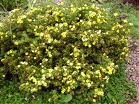 Лапчатка кустарниковая, курильский чай, дазифора – Potentilla fruticosa L. (1)