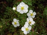 Лапчатка кустарниковая, курильский чай, дазифора – Potentilla fruticosa L. (2)