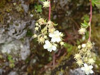 Лапчатка манжетковидная – Potentilla alchemilloides Lapeyr.