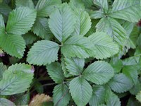 Лапчатка мелкоцветковая – Potentilla micrantha Ramon.ex DC.