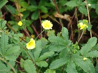 Лапчатка многонадрезанная – Potentilla multifida L.