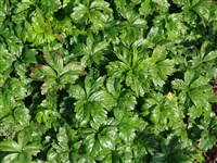 Лапчатка непальская – Potentilla nepalensis Hook. (1)