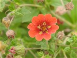 Лапчатка непальская – Potentilla nepalensis Hook. (2)