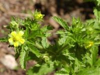 Лапчатка норвежская – Potentilla norvegica L.
