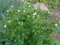 Лапчатка острозубчатая, высокая – Potentilla arguta Pursh.