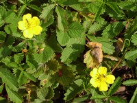 Лапчатка плетевидная – Potentilla flagellaris Willd.ex Schldl.