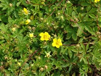 Лапчатка ползучая – Potentilla reptans L.