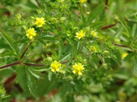 Лапчатка прямая – Potentilla recta L.