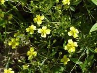 Лапчатка прямостоячая, калган, узик – Potentilla erecta (L.) Rausch. (1)