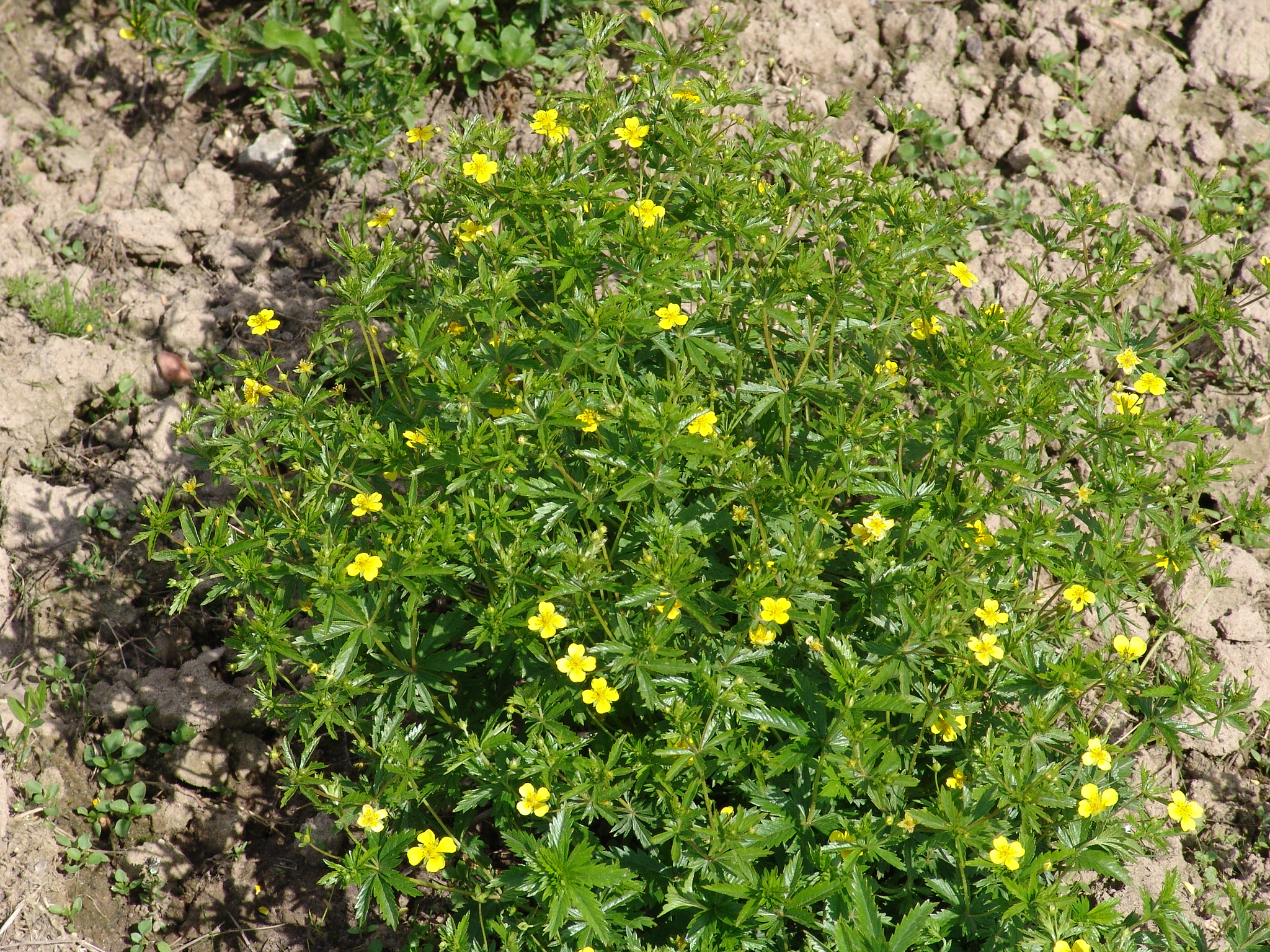 Калган как выглядит и где растет. Корневища лапчатки прямостоячей. Лапчатка прямо стоячую. Лапчатка прямостоячая potentilla erecta. Растение лапчатка прямостоячая.