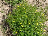 Лапчатка прямостоячая, калган, узик – Potentilla erecta (L.) Rausch. (2)