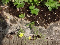 Лапчатка серебристая – Potentilla argentea L. (1)